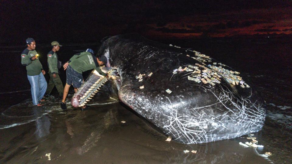 This is the third whale that has beached itself in Bali, a popular destination for holidaymakers, in April alone.