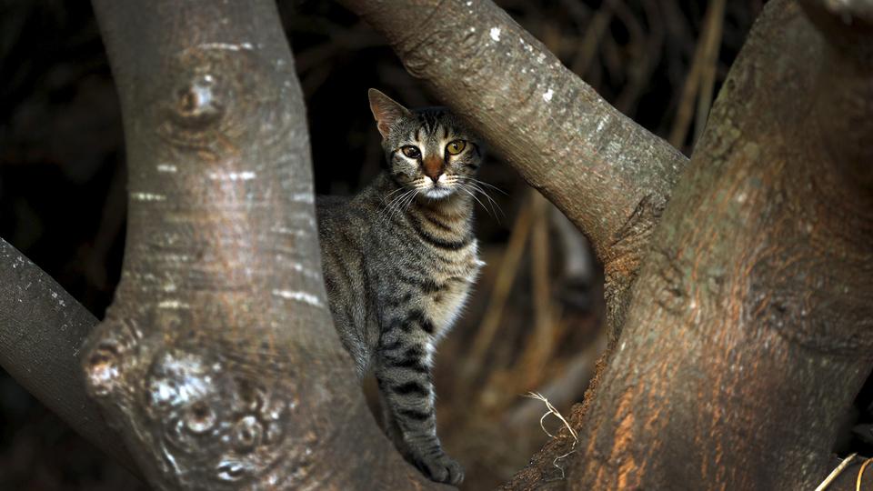 Feral cats are a pest in New Zealand where they have a major impact on native birds, bats, lizards, mice and insects, according to the Department of Conservation.