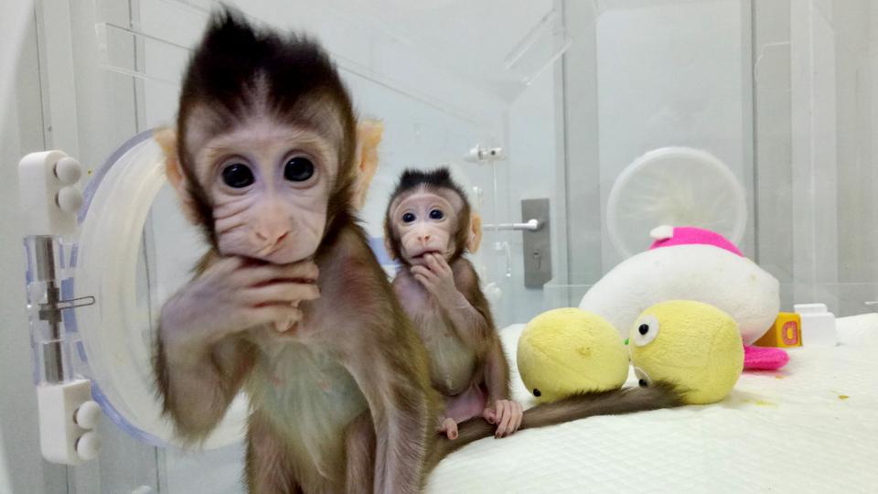 The first monkeys have been created in a lab. Are humans next?