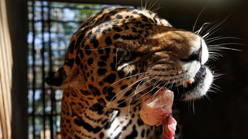 A jaguar chews on a piece of meat at a zoo in Paraguana, on Venezuela's northwestern Falcon peninsula.