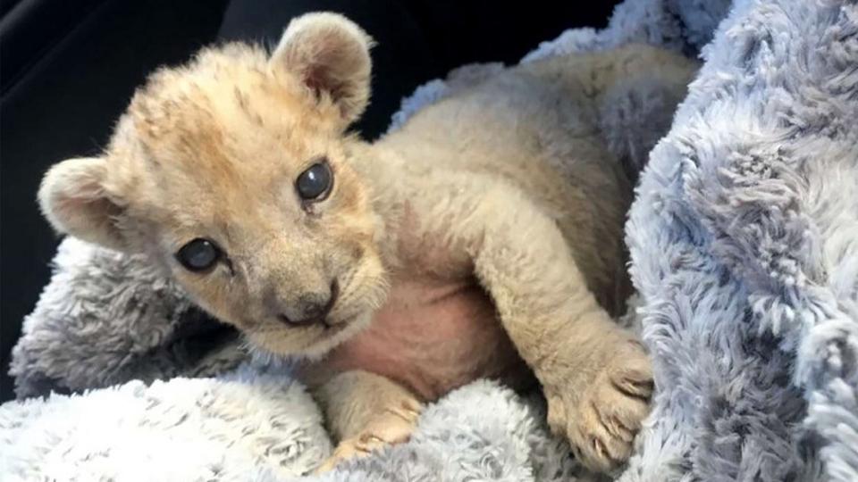 Lion Cub Found In French Garage