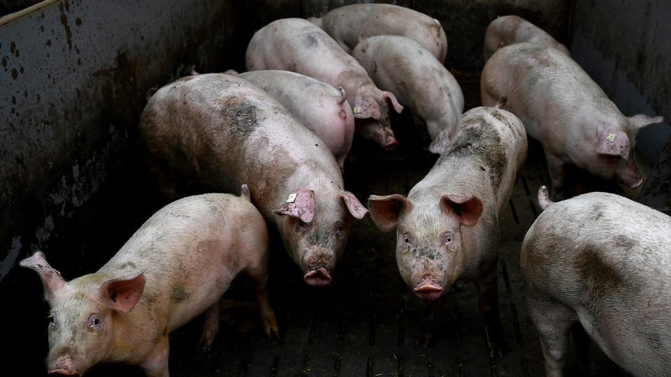 Scientists spur some activity in brains of slaughtered pigs