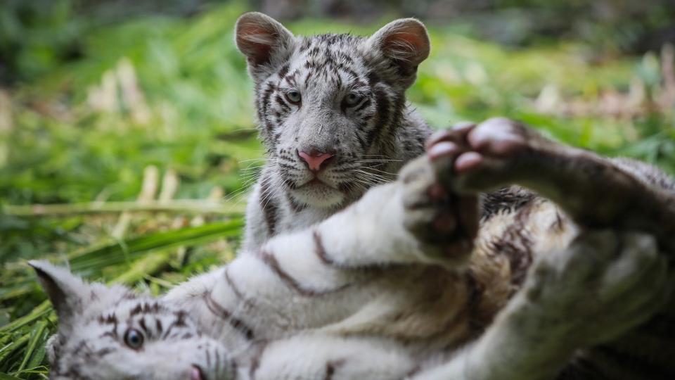 cute albino tiger cubs