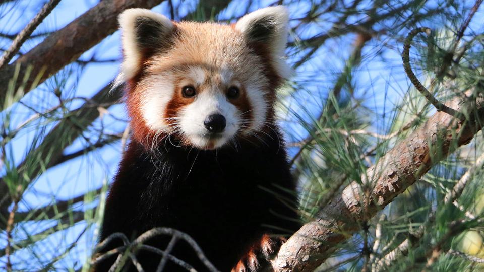 French Zoo Finds Runaway Red Panda