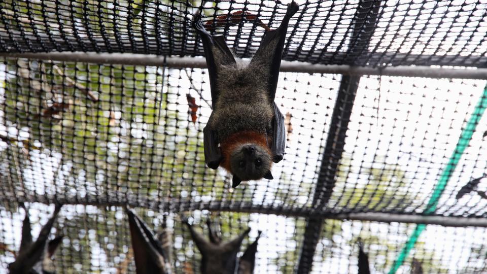 An adult grey-headed flying fox hangs in a care centre set up at a home in Bomaderry, Australia January 20, 2020.