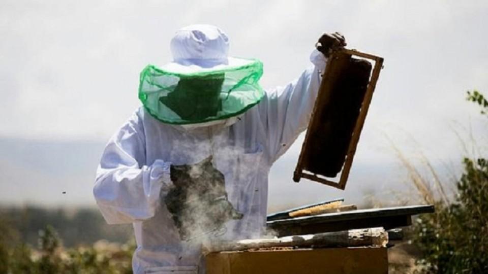 Ethiopia seeks to boost honey production