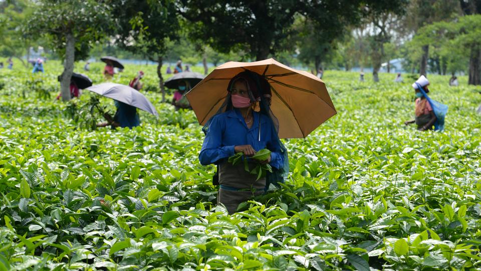 Labourers pluck tea leafs after India eased a nationwide lockdown imposed as a preventive measure against the spread of the coronavirus at Kiranchandra Tea Garden, some 20 kms from Siliguri on April 26, 2020.