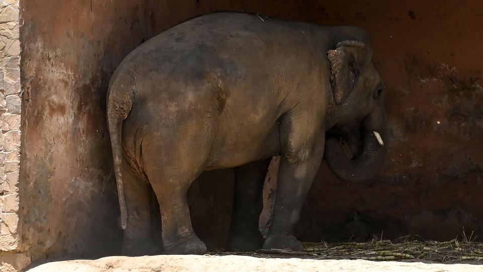 Pakistan agrees to free lonely elephant Kaavan