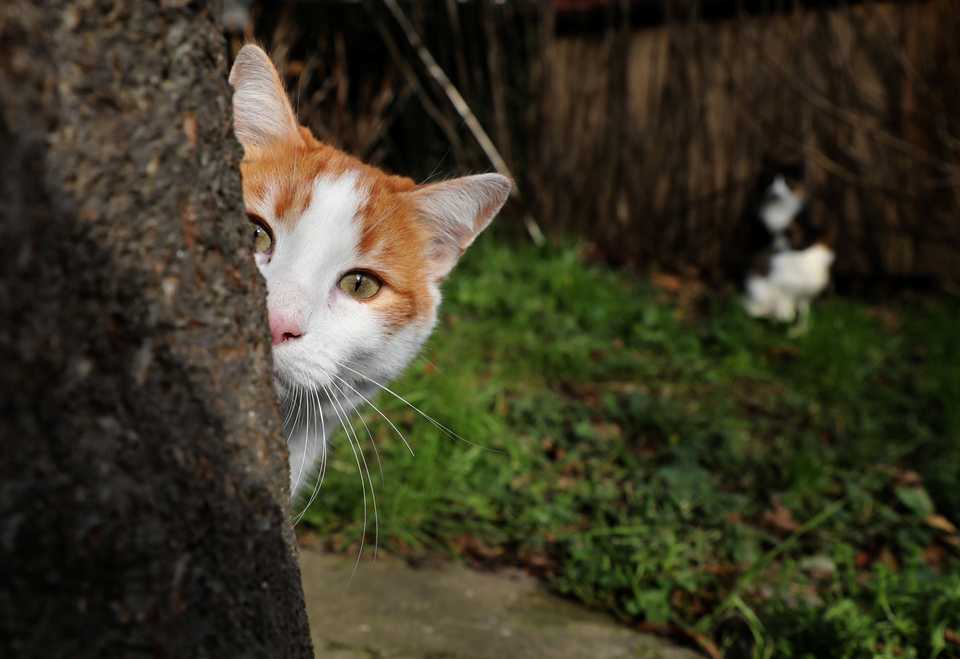 Cats have become an inseparable part of neighborhood life in Turkey's cultural capital.