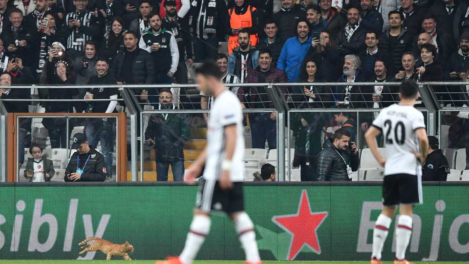 A cat runs on the pitch during the second leg of the last 16 UEFA Champions League football match between Besiktas and Bayern Munich at Besiktas Park in Istanbul on March 14, 2018.
