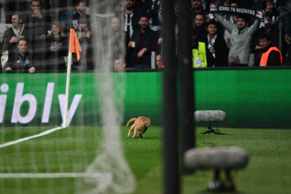A cat runs on the pitch during the second leg of the last 16 UEFA Champions League football match between Besiktas and Bayern Munich at Besiktas Park in Istanbul, Turkey.