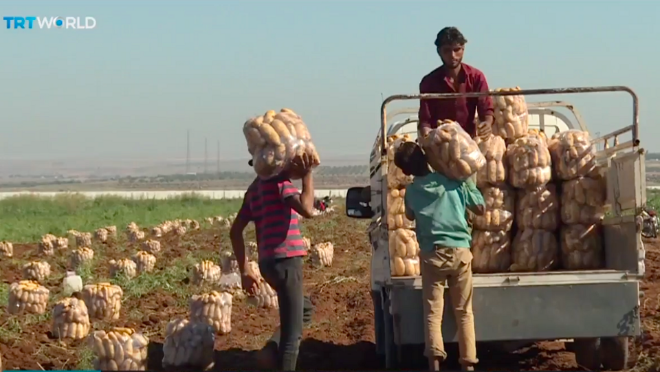Farm workers on the outskirts of Al Rai, in northern Syria, loading potatoes, some of which could be headed to Turkey.