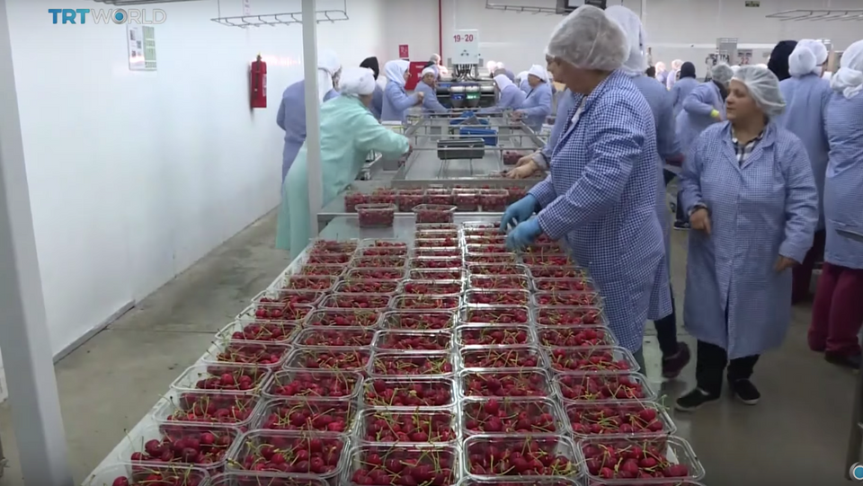 Harvest season for cherries lasts up to 30 days in many countries. In Turkey, it continues for three months until August.