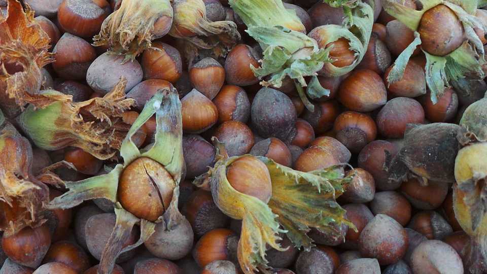 In Turkey about 400,000 households rely solely on hazelnut crop to make a living.