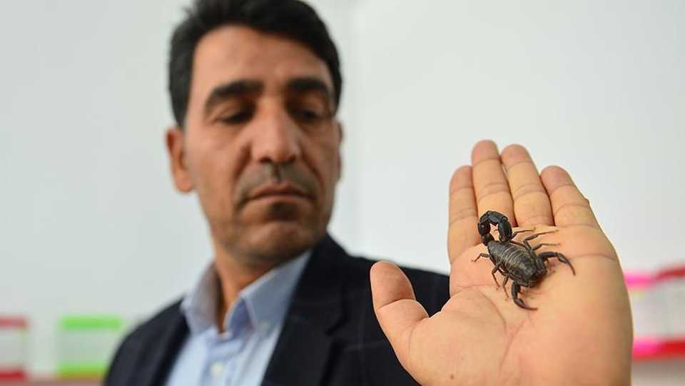 Ali Yilmaz says that he started breeding 150 scorpions in southeastern Sanliurfa province.