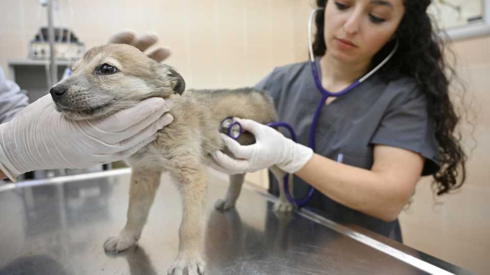 A veterinarian checks a puppy at Sultangazi Health Center on January 30, 2019 in Istanbul. In 2018, 73,608 animals were cared for by a hundred veterinarians and technicians as opposed to only 2,470 in 2004.