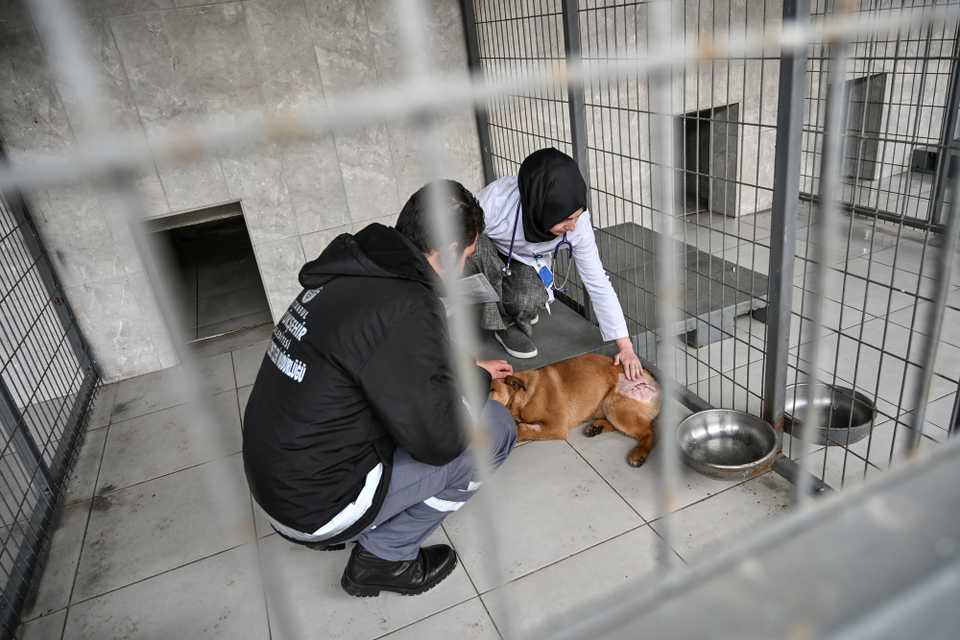 Tugce Demirlek (R), chief veterinarian of the Sultangazi Health Center checks a stray dog on January 30, 2019 at Sultangazi in western Istanbul.
