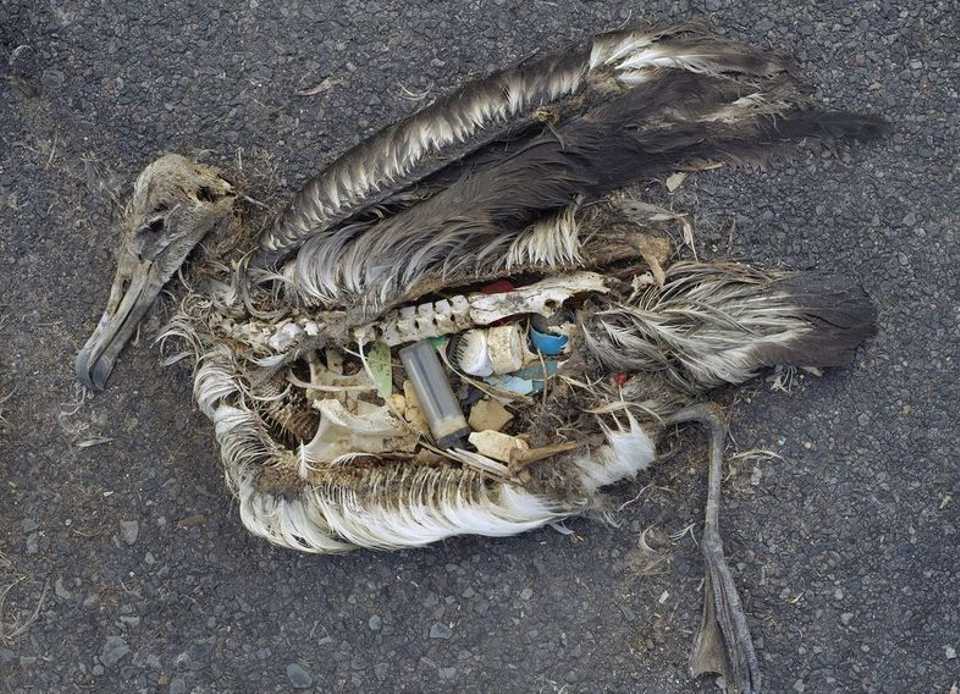 Stomach contents of a dead albatross.