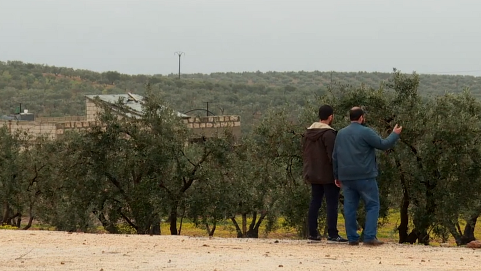 Olive farmer Mustafa Sulaiman (R) and his son look out over their field in Afrin, Syria.