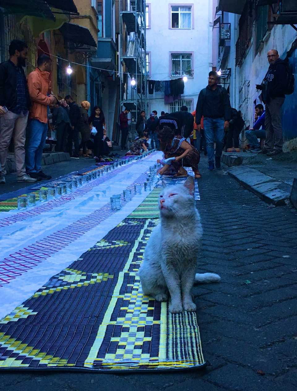 Sensing the approaching feast, a cat in Tarlabasi waits.