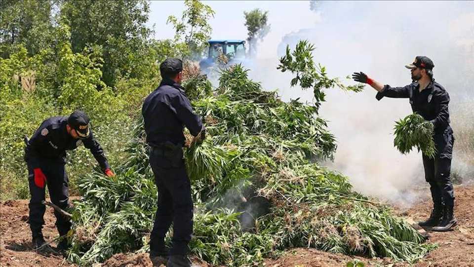Security forces destroy cannabis fields during an operation in Diyarbakir, Turkey on June 26, 2016.