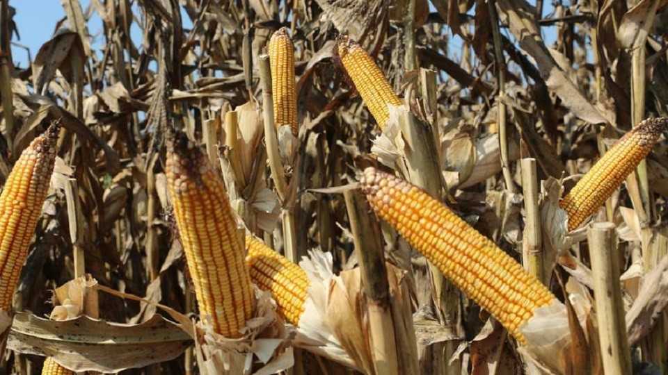 The Zambia National Farmers Union says the farming industry is battling high production costs because of problems including the price of electricity and petroleum.