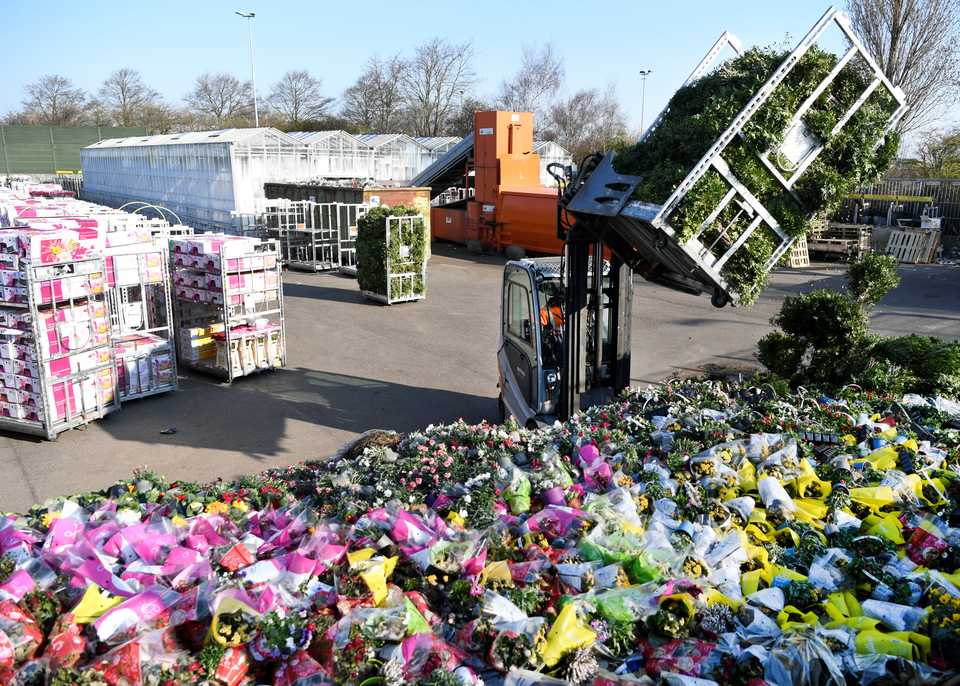 Surplus flowers are destroyed at a waste place next to the flower auction in Honselersdijk, Netherlands, March 27, 2020.