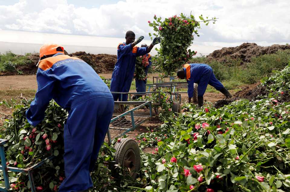 Workers throw away roses that cannot be shipped to Europe due of the spread of the coronavirus disease (COVID-19) at the Maridadi flower farm in Naivasha, Kenya, March 19, 2020.