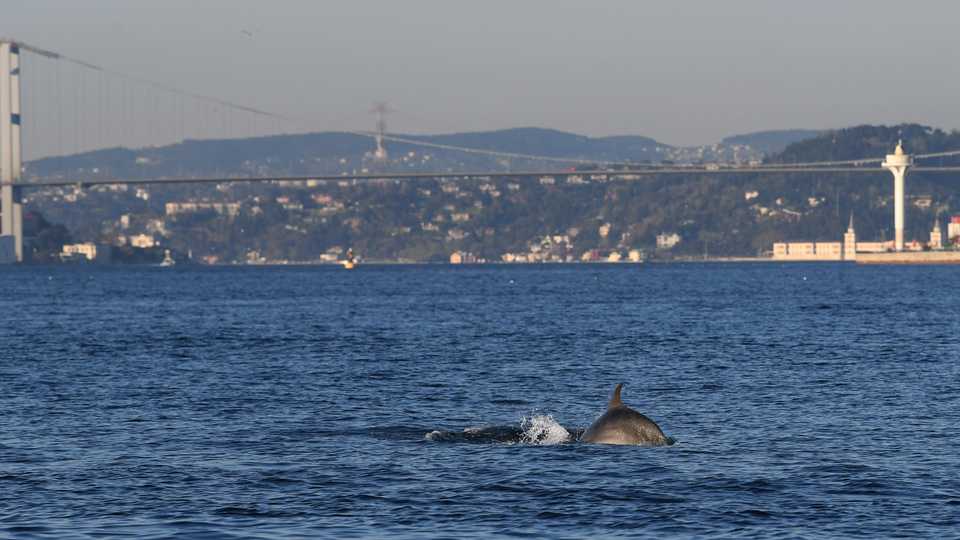 A dolphin swims in the straits of the Bosphorus where sea traffic has nearly come to a halt on April 25, 2020, as Turkey announced a four-day curfew to prevent the spread of the epidemic Covid-19.