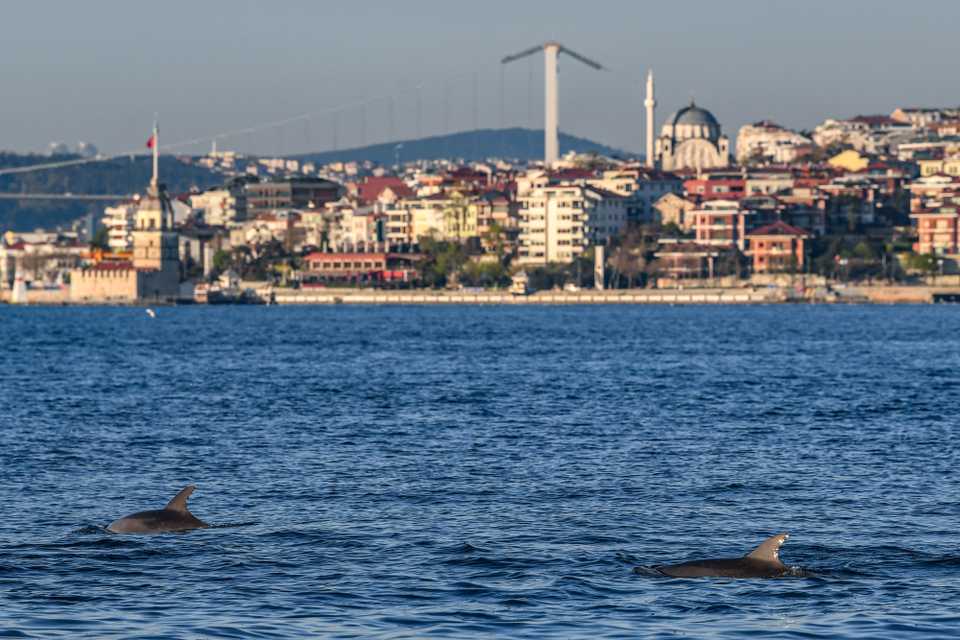 Dolphins swim in the strait of the Bosphorus, in Istanbul, Turkey, on April 25, 2020.