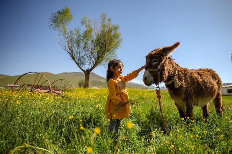 A kid enjoys outdoor time with a donkey amid yellow flowers in a green field in Van, Turkey on June 6, 2020.