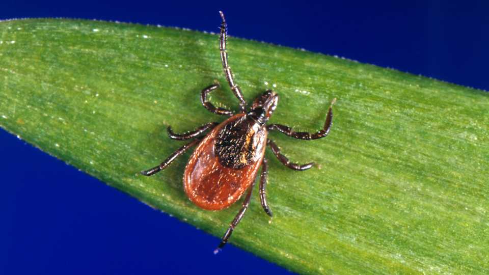 In this undated file photo provided by the US Centers for Disease Control and Prevention (CDC), a blacklegged tick, also known as a deer tick, rests on a plant.