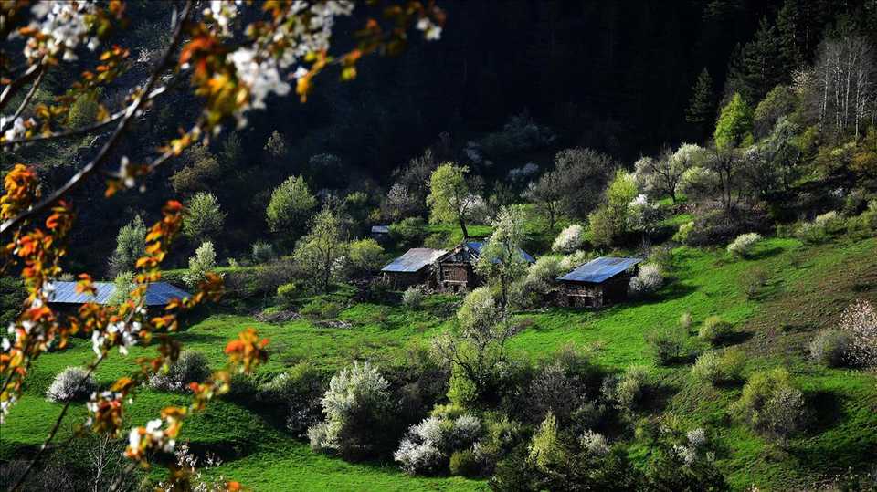 The green of nature and historical houses accompany the trees on the skirts of Zigana Mountain at the altitude of 2 thousand 50 meters on the Historical Silk Road in the Torul district in Black Sea province of Gumushane.