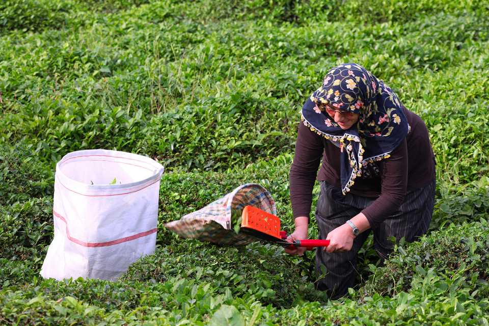 Tea harvest in Rize, in Turkey's Black Sea region.