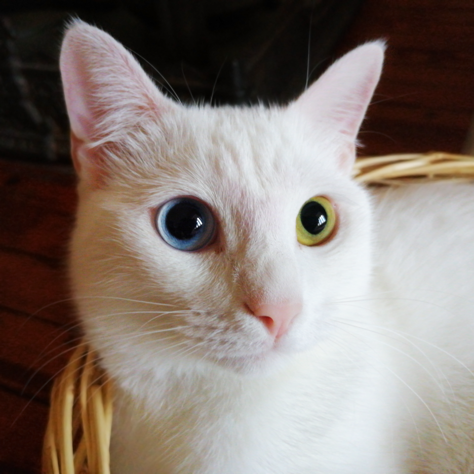The famed Van cat with odd-coloured eyes.