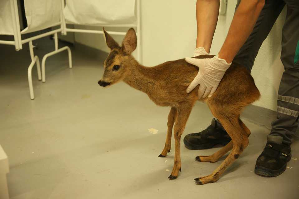 A roe deer is seen before being released back to its natural habitat, in Ormanya Natural Life Park's Wildlife Rescue and Rehabilitation Centre in Kocaeli, Turkey on June 27, 2020.