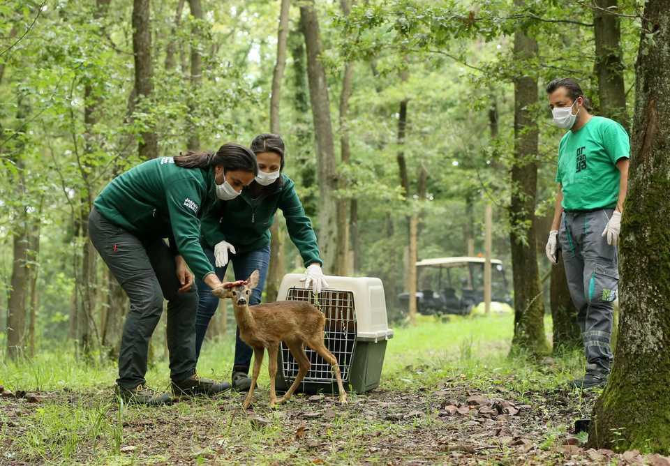 The roe deer is being released into Ormanya grounds in an area where other roe deer live.