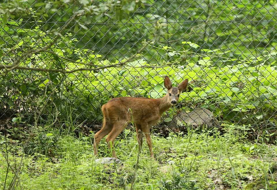 The fawn (baby roe deer) takes one last look at its caregivers before it hops away. It will be monitored and attended to by Ormanya biologists regularly.