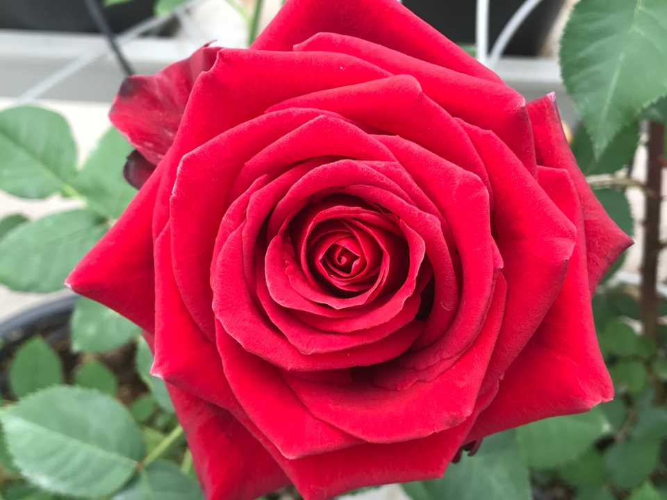 The gorgeous Kazaz rose, which is bright red in colour.