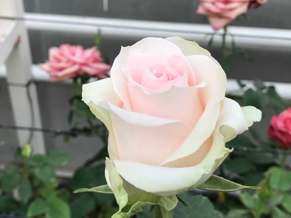 The delicate pale pink Gulberk rose is named for a combination of the names of Kazaz’s wife Gul and son Berke.
