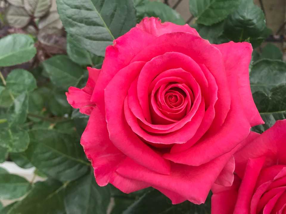The deep pink Berke rose is named after Soner Kazaz’s son.