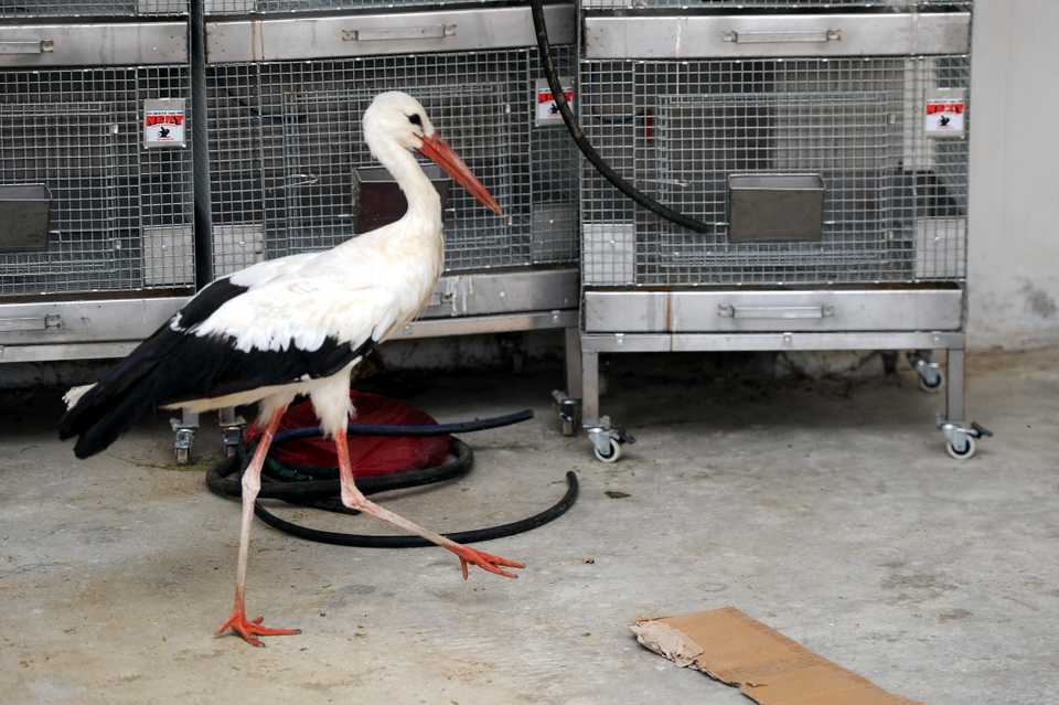 A wounded stork was released back into the wild after being treated in Van's Yuzuncu Yil University (YYU).
