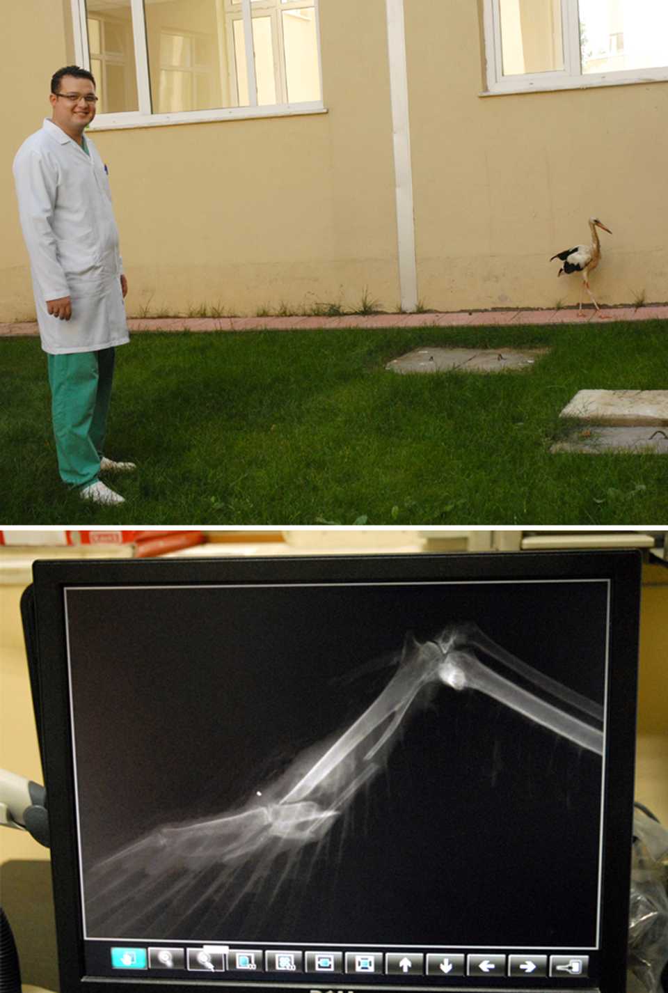 A stork was brought to Uludag University Veterinary Faculty to be treated after being found in Bursa's Karacabey district. Because he has missed the migratory period, he is being treated until the next year.