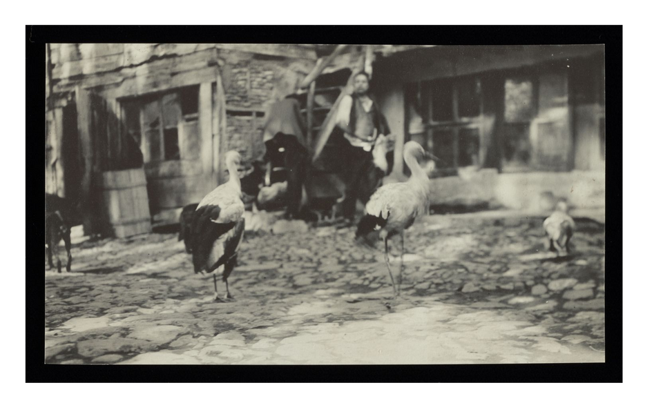 Three storks at the stork nursery, Bursa, circa 1900.