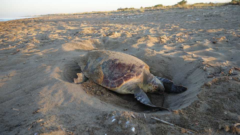 Caretta caretta sea turtles return to the beach they were born to lay eggs.