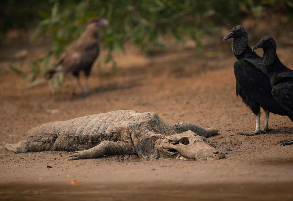 Vultures stand next to the carcass of an alligator on the banks of the Cuiaba river at the Encontro das Aguas Park in the Pantanal wetlands near Pocone, Mato Grosso state, Brazil, September 12, 2020.