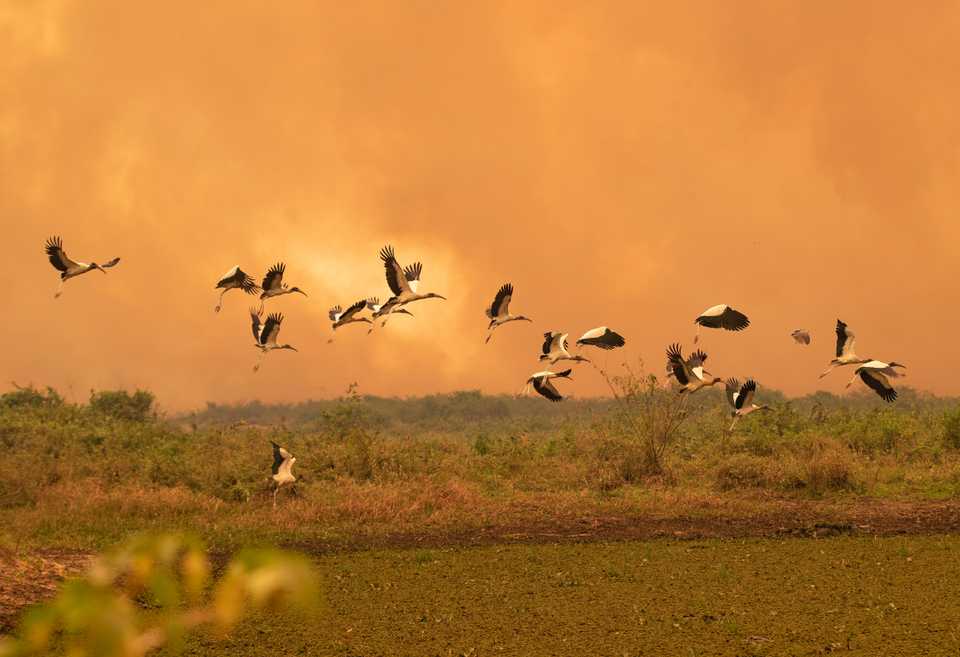 Birds fly past as a fire consumes an area next to the Transpantaneira road at the Pantanal wetlands near Pocone, Mato Grosso state, Brazil, Friday, September 11, 2020.