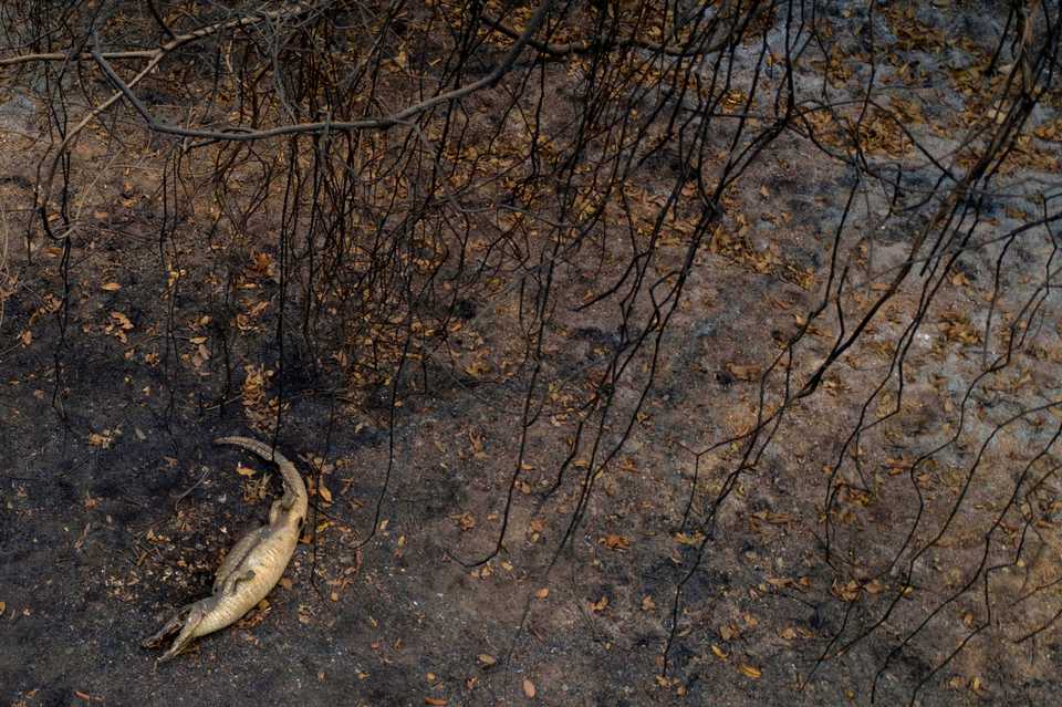 A dead alligator lies beside the Transpantaneira park road in the Pantanal wetlands in Mato Grosso state, Brazil, on September 14, 2020.