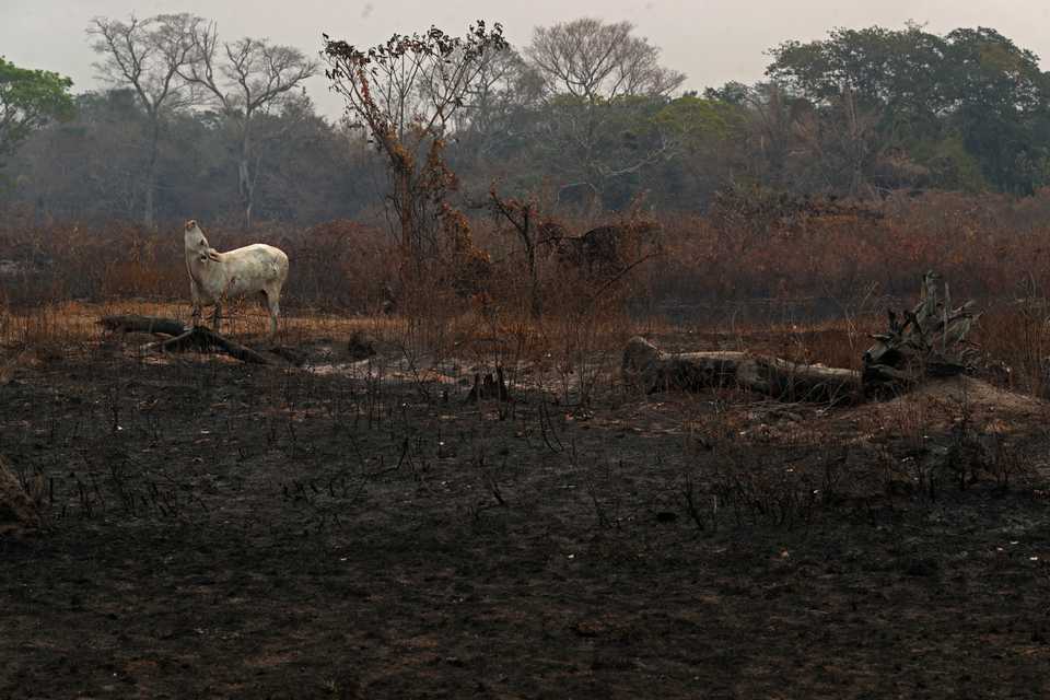A cow stands amongst an area that was burnt in a fire at a ranch in the Pantanal, the world's largest wetland, in Pocone, Mato Grosso state, Brazil. August 27, 2020.