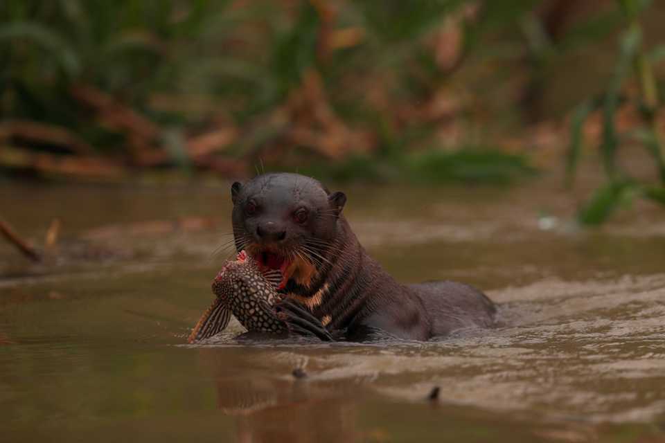A giant otter eats a fish as it swims in the Cuiaba River, amongst smoke from a fire, inside Encontro das Aguas State Park, in the Pantanal, the world's largest wetland, in Mato Grosso state, Brazil. September 3, 2020.